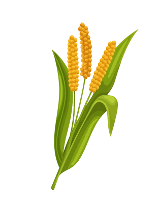 Millet stalks